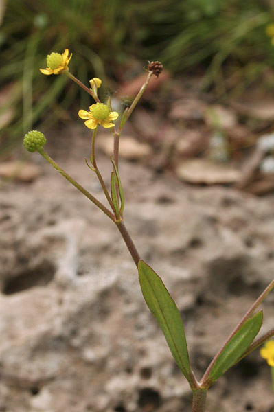 Ranunculus revelierei, Ranuncolo di Reveilliere, Ranuncolo di Reveliere