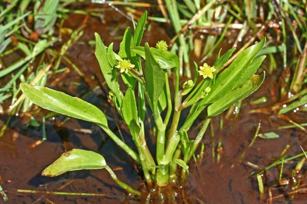 Ranunculus revelierei, Ranuncolo di Reveilliere, Ranuncolo di Reveliere
