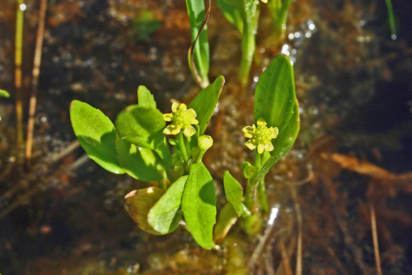 Ranunculus revelierei, Ranuncolo di Reveilliere, Ranuncolo di Reveliere