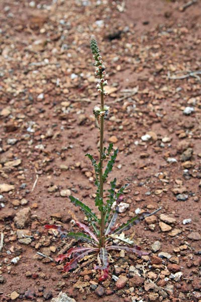 Reseda luteola subsp. dimerocarpa