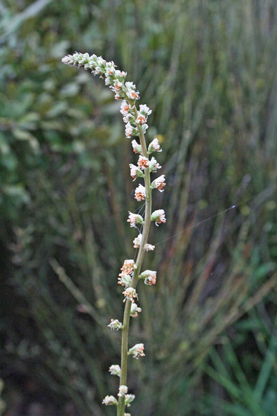 Reseda luteola subsp. dimerocarpa