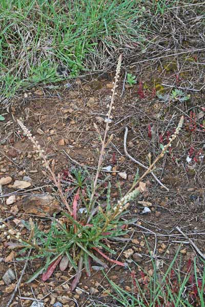 Reseda luteola subsp. dimerocarpa