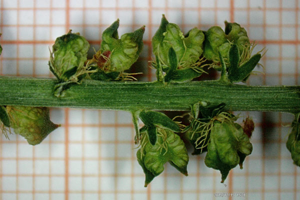 Reseda luteola subsp. dimerocarpa