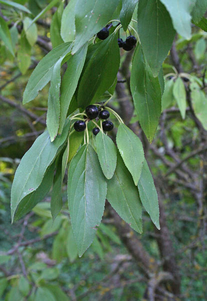 Rhamnus persicifolia, Ranno di Sardegna, Pruna agreste