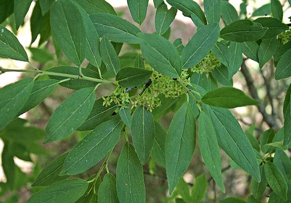 Rhamnus persicifolia, Ranno di Sardegna, Pruna agreste