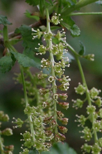 Ribes multiflorum subsp. sandalioticum, Ribes multifloro, R. selvatico, Aghinedda areste
