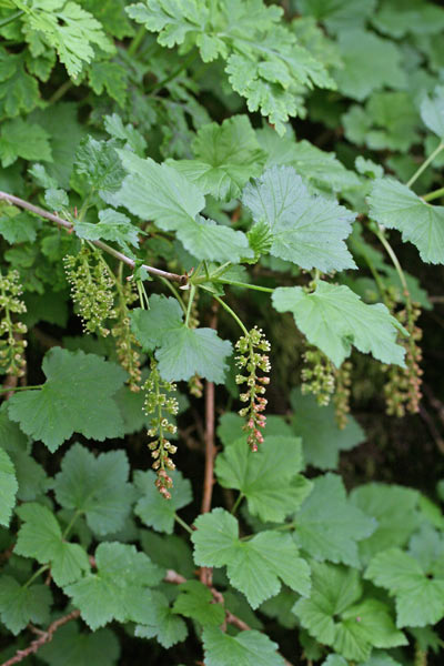 Ribes multiflorum subsp. sandalioticum, Ribes multifloro, R. selvatico, Aghinedda areste