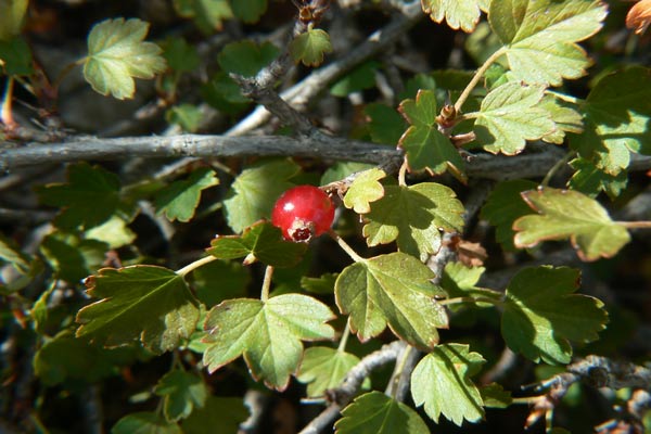 Ribes sardoum, Ribes di Sardegna, Ariasedda agreste