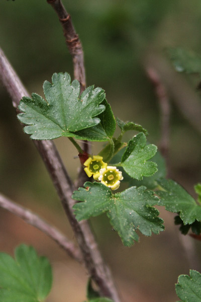 Ribes sardoum, Ribes di Sardegna, Ariasedda agreste
