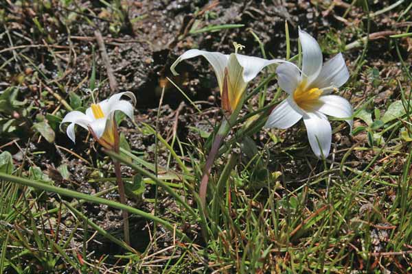 Romulea bocchierii, Zafferanetto di Bocchieri