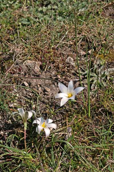 Romulea bocchierii, Zafferanetto di Bocchieri