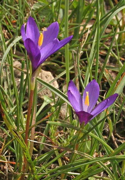 Romulea requienii, Zafferanetto, Z. di Requien