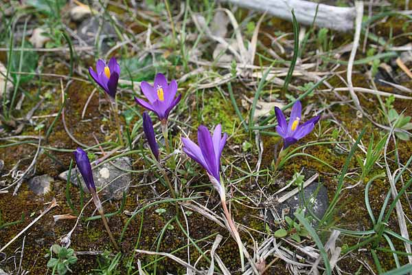 Romulea requienii, Zafferanetto, Z. di Requien