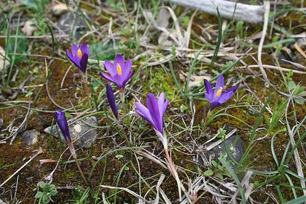 Romulea requienii, Zafferanetto, Z. di Requien