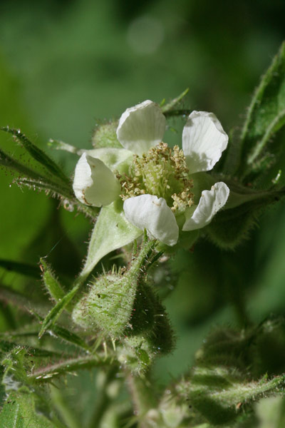 Rubus arrigonii, Rovo di Arrigoni