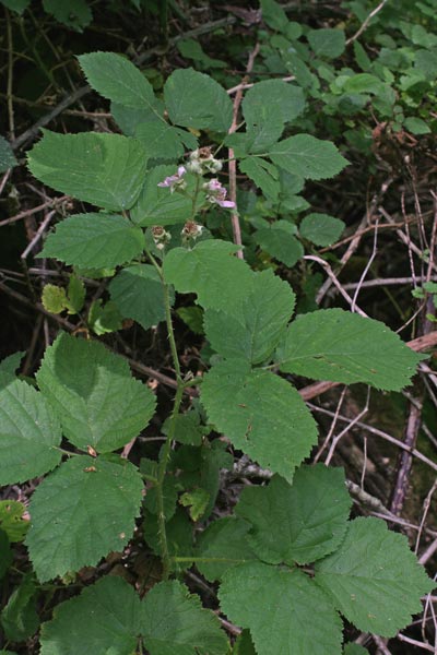 Rubus arrigonii, Rovo di Arrigoni