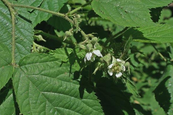 Rubus arrigonii, Rovo di Arrigoni