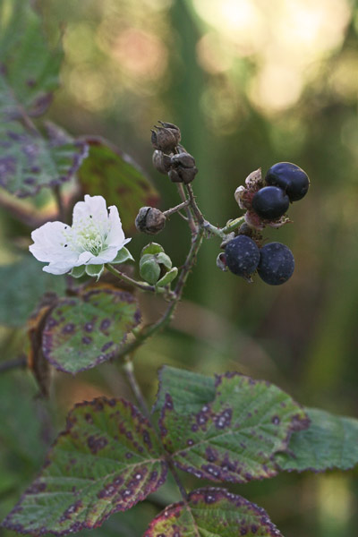 Rubus laconensis, Rovo di Laconi