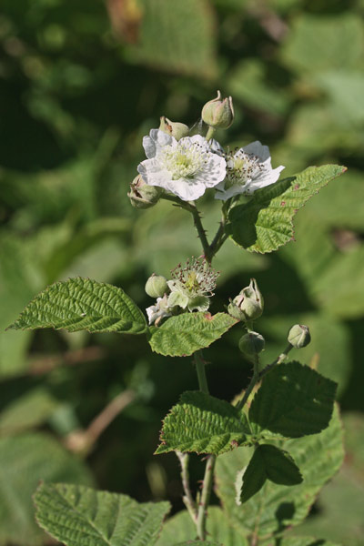 Rubus laconensis, Rovo di Laconi