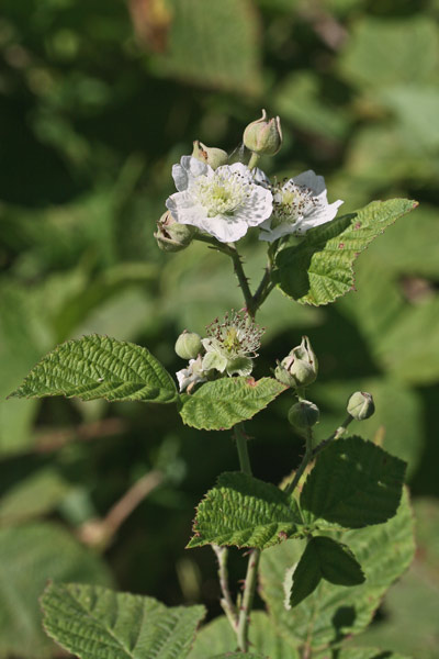 Rubus laconensis, Rovo di Laconi