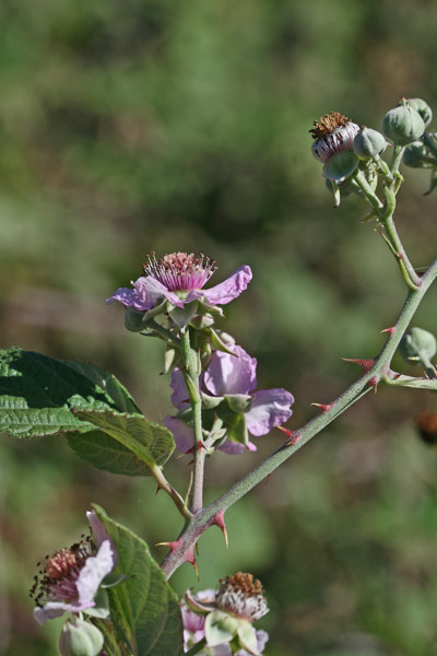 Rubus pignattii, Rovo di Pignatti