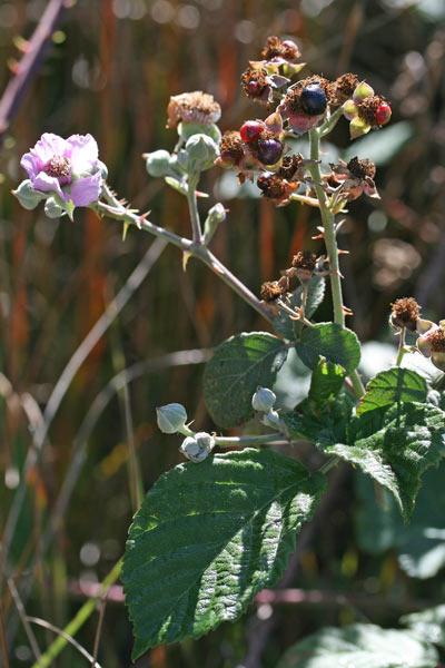Rubus pignattii, Rovo di Pignatti