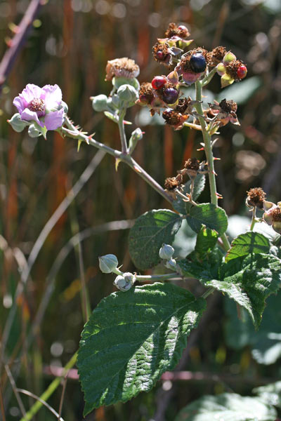 Rubus pignattii, Rovo di Pignatti