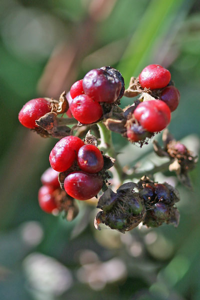 Rubus pignattii, Rovo di Pignatti