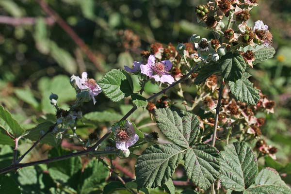 Rubus pignattii, Rovo di Pignatti