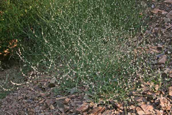 Rumex scutatus subsp. glaucescens, Romice scudato, R. glauco, Acetosa, Lampassu axedu