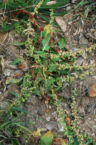 Rumex pulcher subsp. suffocatus, Romice quasi focato, Lampazzu, Lampatu