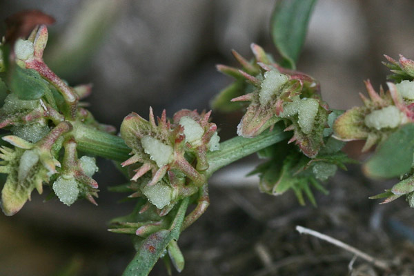 Rumex pulcher subsp. suffocatus, Romice quasi focato, Lampazzu, Lampatu