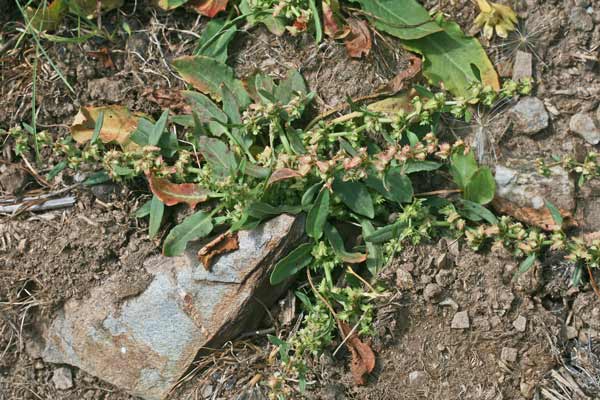 Rumex pulcher subsp. suffocatus, Romice quasi focato, Lampazzu, Lampatu