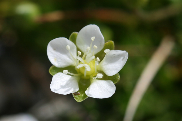 Sagina pilifera, Sagina pelosa