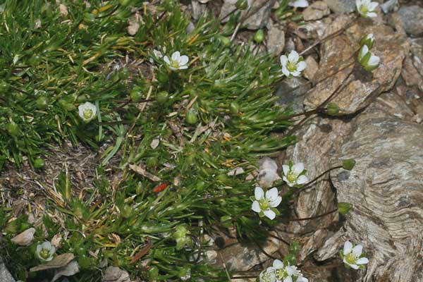 Sagina pilifera, Sagina pelosa