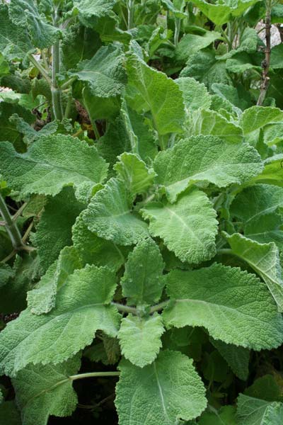 Salvia desoleana, Salvia di Desole, Luccaja manna, Salvioni