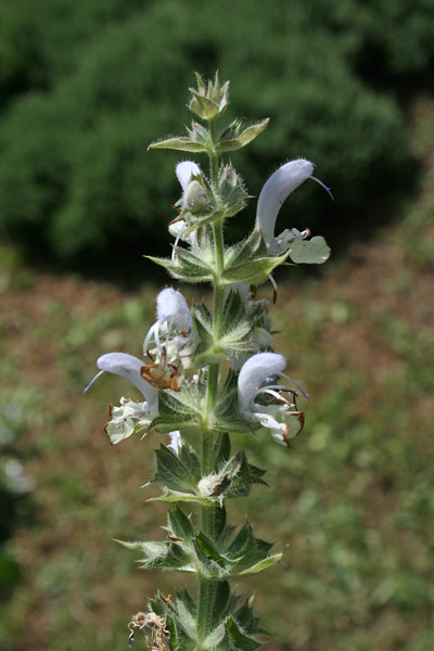 Salvia desoleana, Salvia di Desole, Luccaja manna, Salvioni