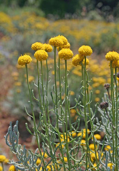 Santolina corsica, Crespolina corsa, Santolina, Erba de bremis, Erva ‘e coscos, Murguleu