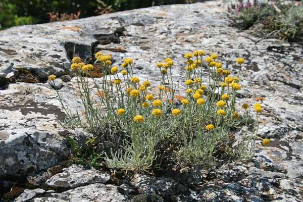 Santolina corsica, Crespolina corsa, Santolina, Erba de bremis, Erva ‘e coscos, Murguleu