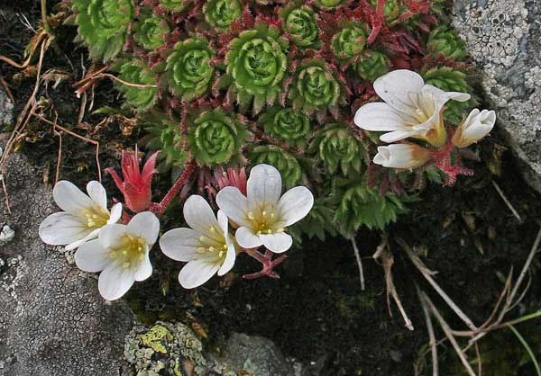 Saxifraga pedemontana subsp. cervicornis, Sassifraga sardo-corsa