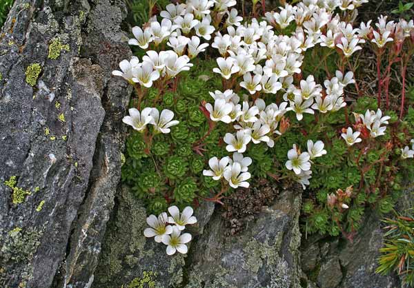 Saxifraga pedemontana subsp. cervicornis, Sassifraga sardo-corsa