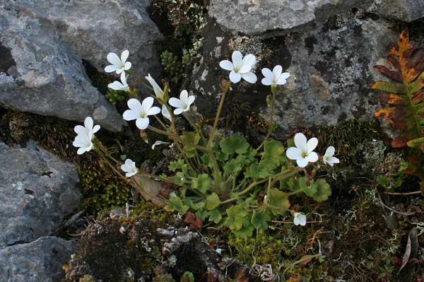 Saxifraga corsica, Sassifraga di Corsica