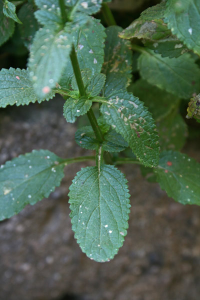 Scrophularia oblongifolia, Scrofularia a foglie oblunghe