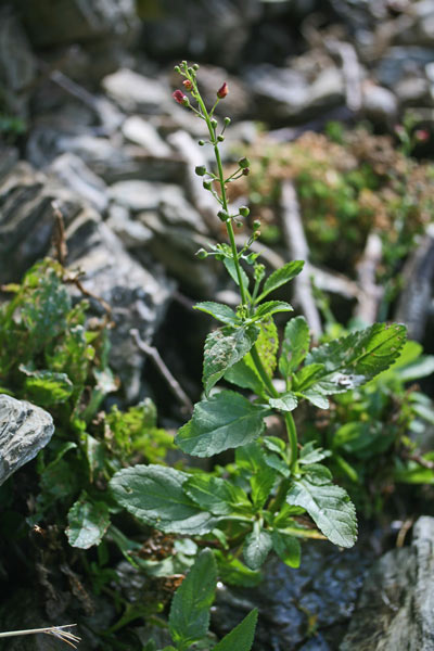 Scrophularia oblongifolia, Scrofularia a foglie oblunghe