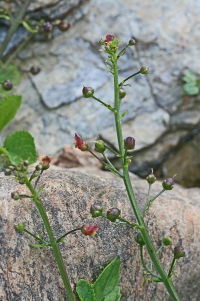 Scrophularia oblongifolia, Scrofularia a foglie oblunghe