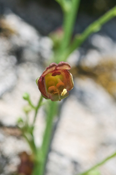 Scrophularia oblongifolia, Scrofularia a foglie oblunghe