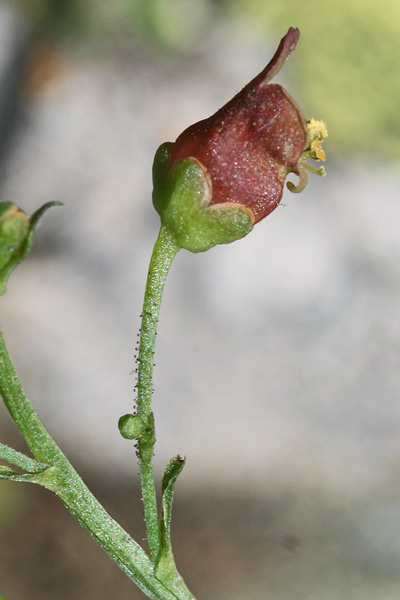 Scrophularia oblongifolia, Scrofularia a foglie oblunghe