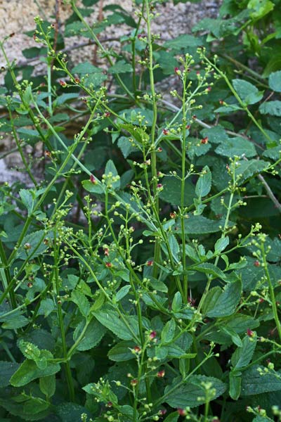 Scrophularia oblongifolia, Scrofularia a foglie oblunghe