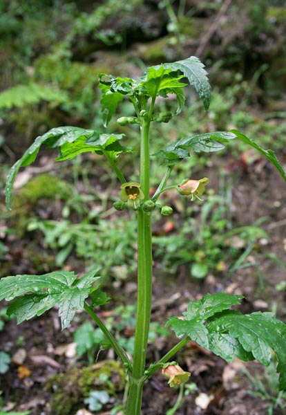 Scrophularia trifoliata, Scrofularia di Sardegna, Urtiga maseda, Suimele