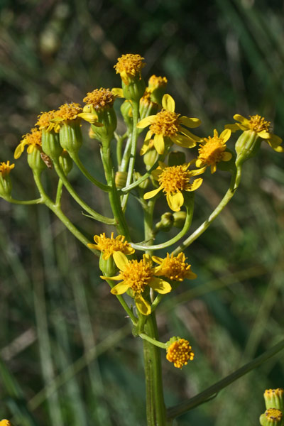 Senecio morisii, Senecione di Moris